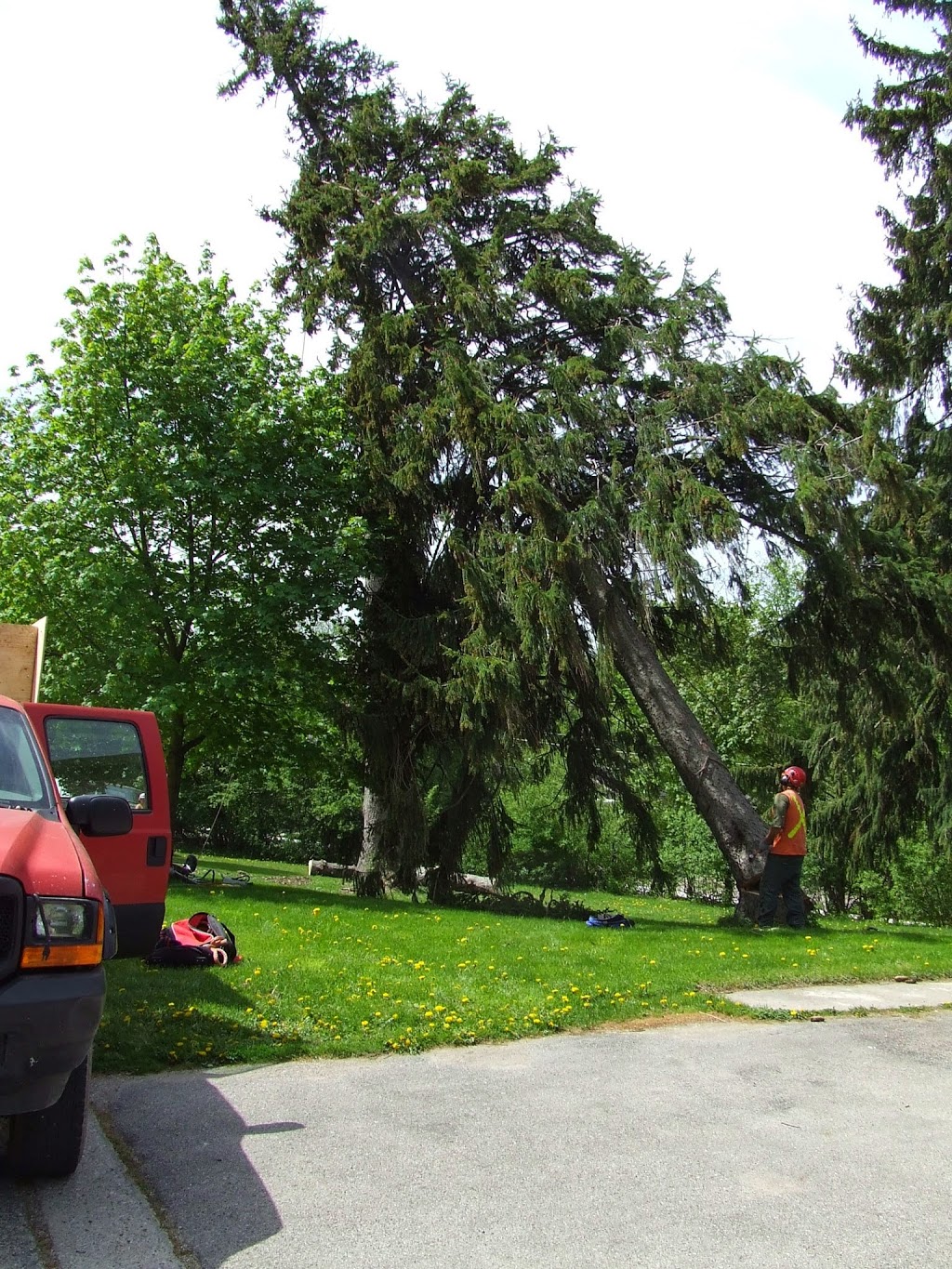 Joels Tree Service | 5009 Line 6, St. Marys, ON N4X 1C8, Canada | Phone: (519) 272-5742