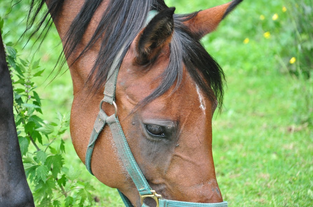 Fallbrook Trail Ranch | 14097 9 Line, Georgetown, ON L7G 4S8, Canada | Phone: (905) 873-6588