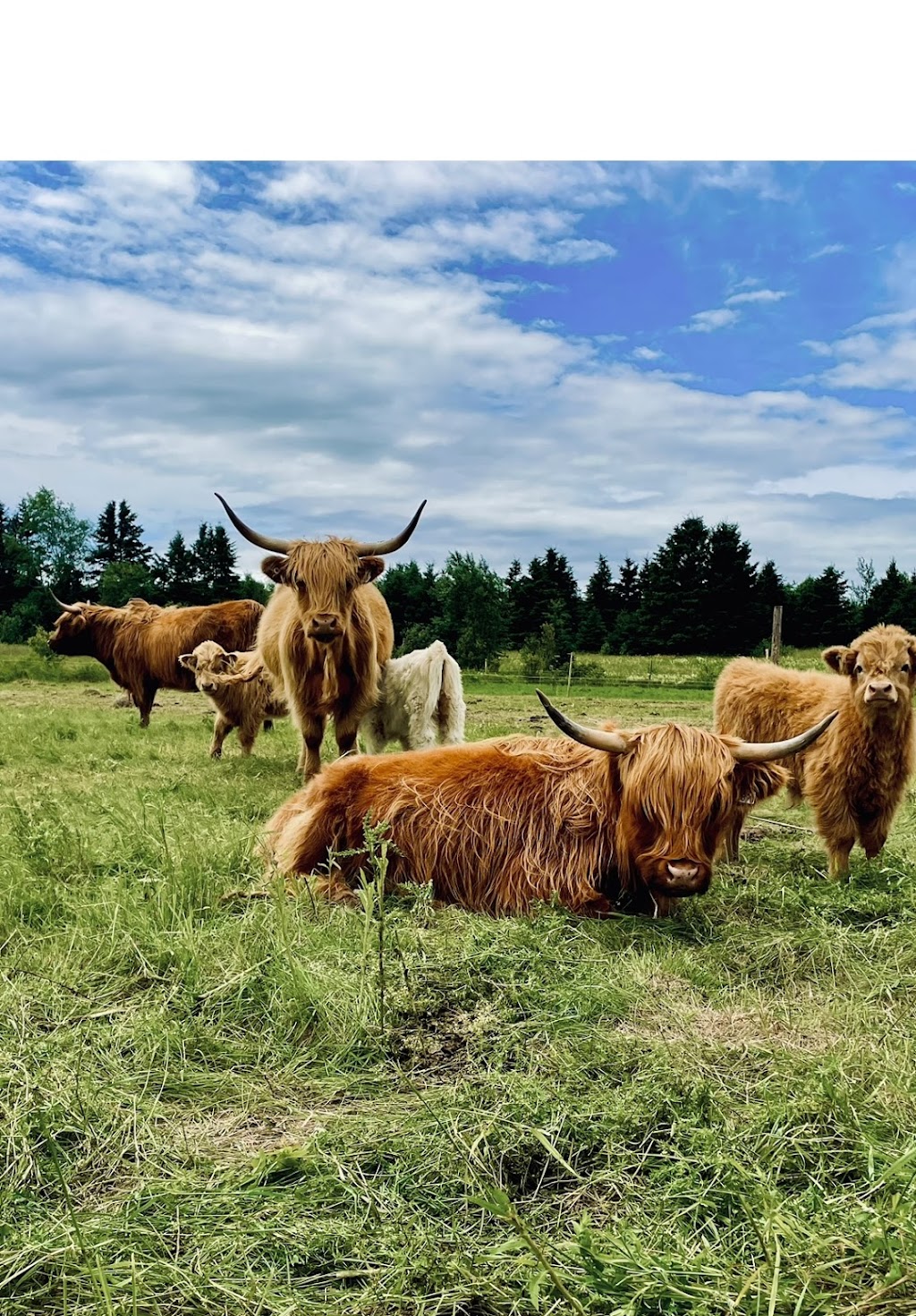 Ferme ÉcoLand des Basques | 20 Rte 132 E, Trois-Pistoles, QC G0L 4K0, Canada | Phone: (418) 712-0336