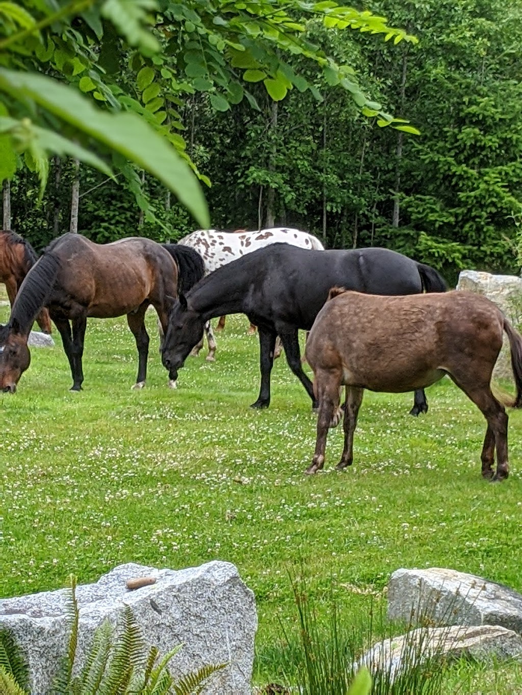 Second Chance Cheekye Ranch | 60001 Squamish Valley Rd, Brackendale, BC V0N 1H0, Canada | Phone: (604) 892-4461