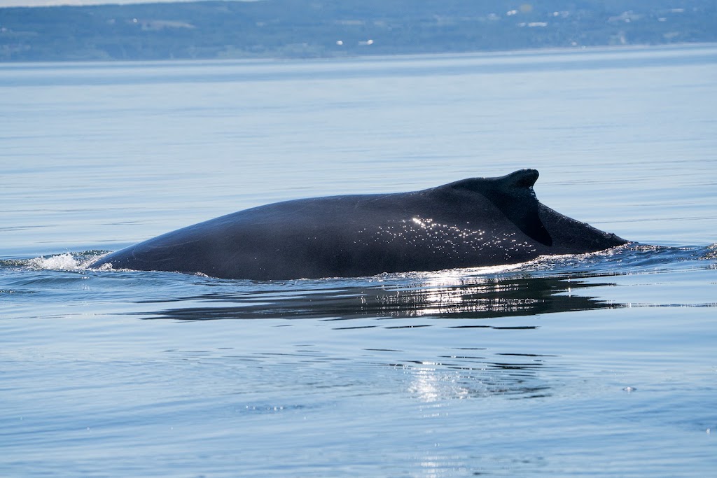 Croisières Essipit / Whale Watching Essipit Cruise | 498 Rue de la Mer, Grandes-Bergeronnes, QC G0T 1G0, Canada | Phone: (418) 232-6778