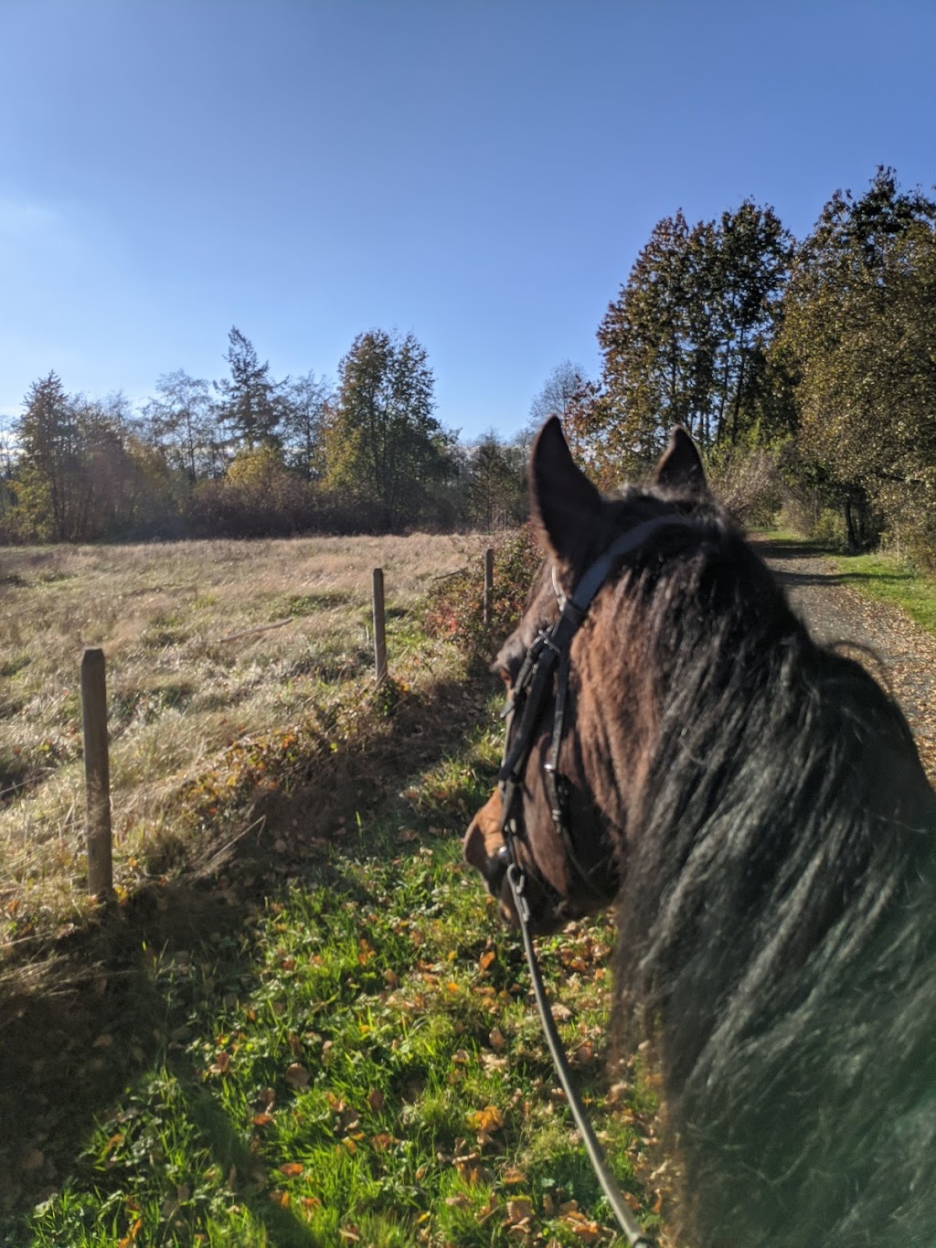 Campbell Downs Equestrian Centre | 1255 208 St, Langley, BC V2Z 1T4, Canada | Phone: (604) 530-4983