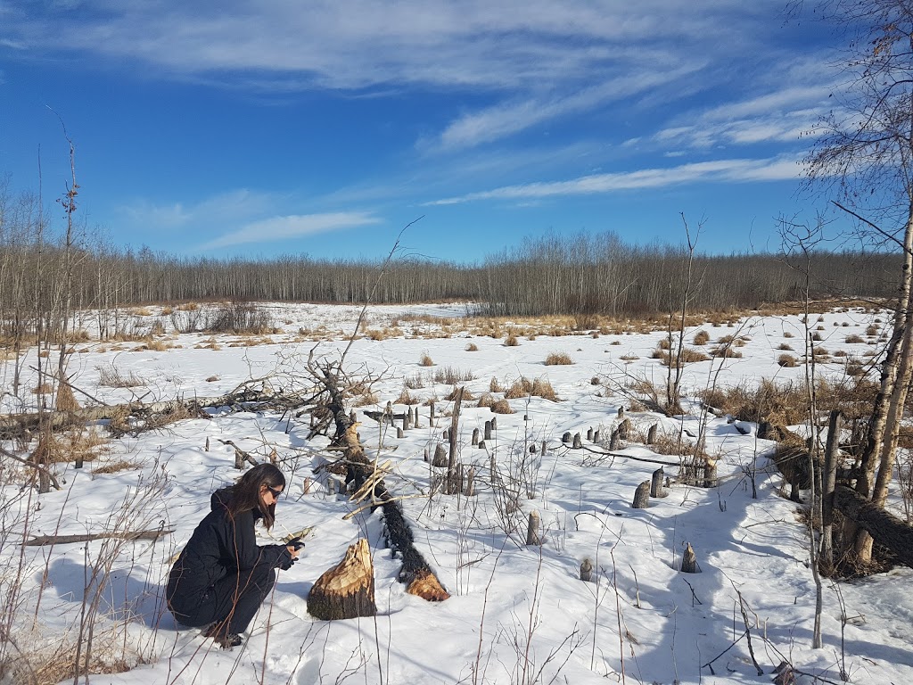 Shirley Lake Trailhead # 3 | Improvement District No. 13, AB T8G 2A6, Canada | Phone: (780) 922-5790