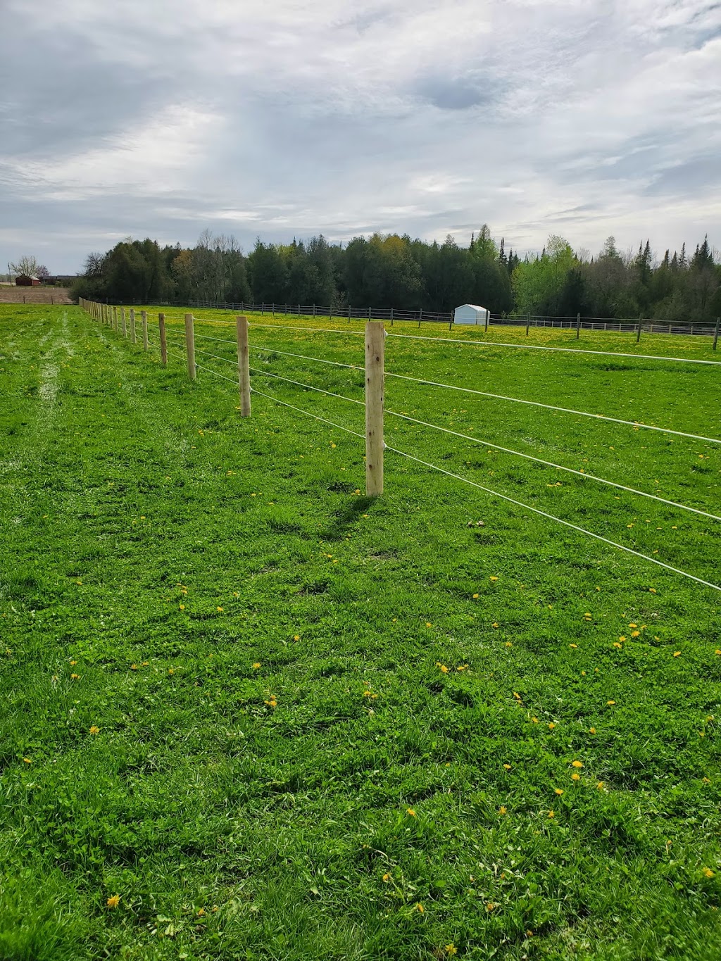 Cedar Hill Farm Fence | 521068 concession 12NDR, Elmwood, ON N0G 1S0, Canada | Phone: (519) 949-9023