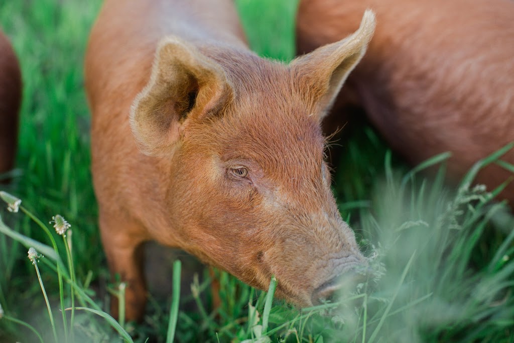 Greener Pastures Eco Farm | 774766 Oxford Rd 14, Woodstock, ON N4S 7W3, Canada | Phone: (226) 377-1011