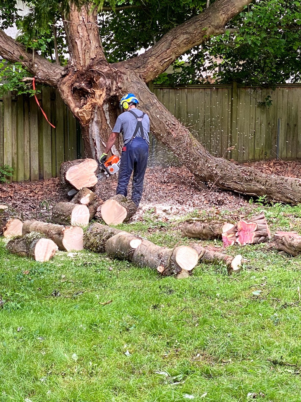 A1 tri craft tree services | 838 Whitchurch St, North Vancouver, BC V7L 2A4, Canada | Phone: (604) 396-3662