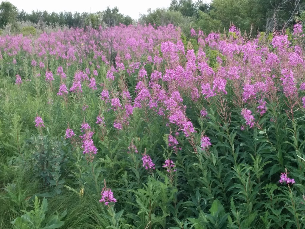 Off-Leash Recreation Area | North on dirt road, west of airport, Junor Ave, Saskatoon, SK S7R 0A7, Canada