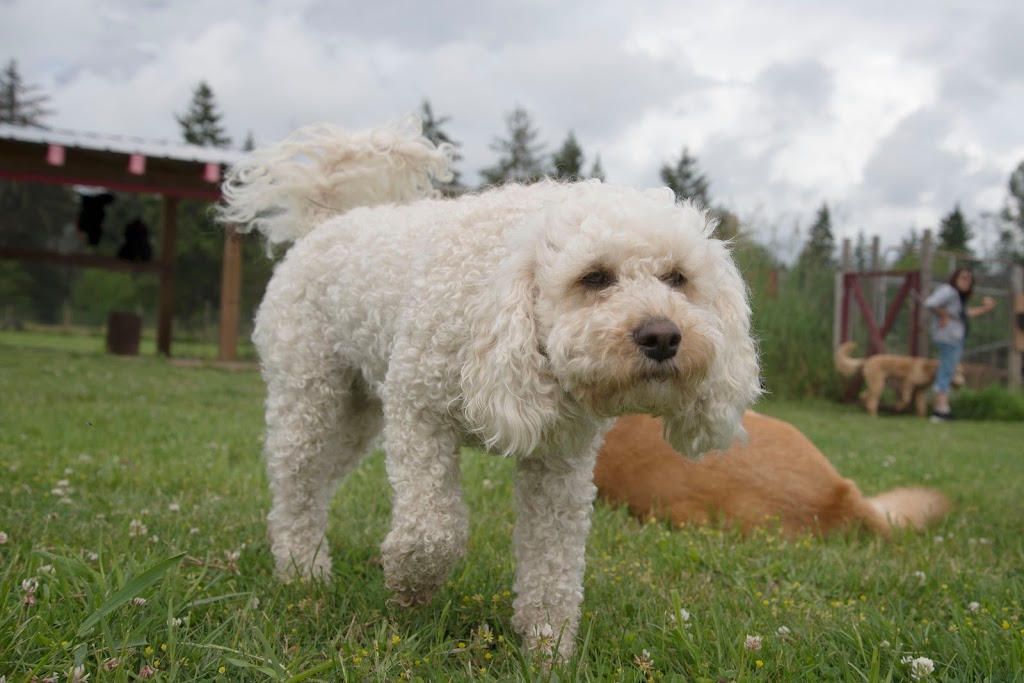 Country Canine Care | 5719 Green Ave, Union Bay, BC V0R 3B0, Canada | Phone: (778) 585-7297