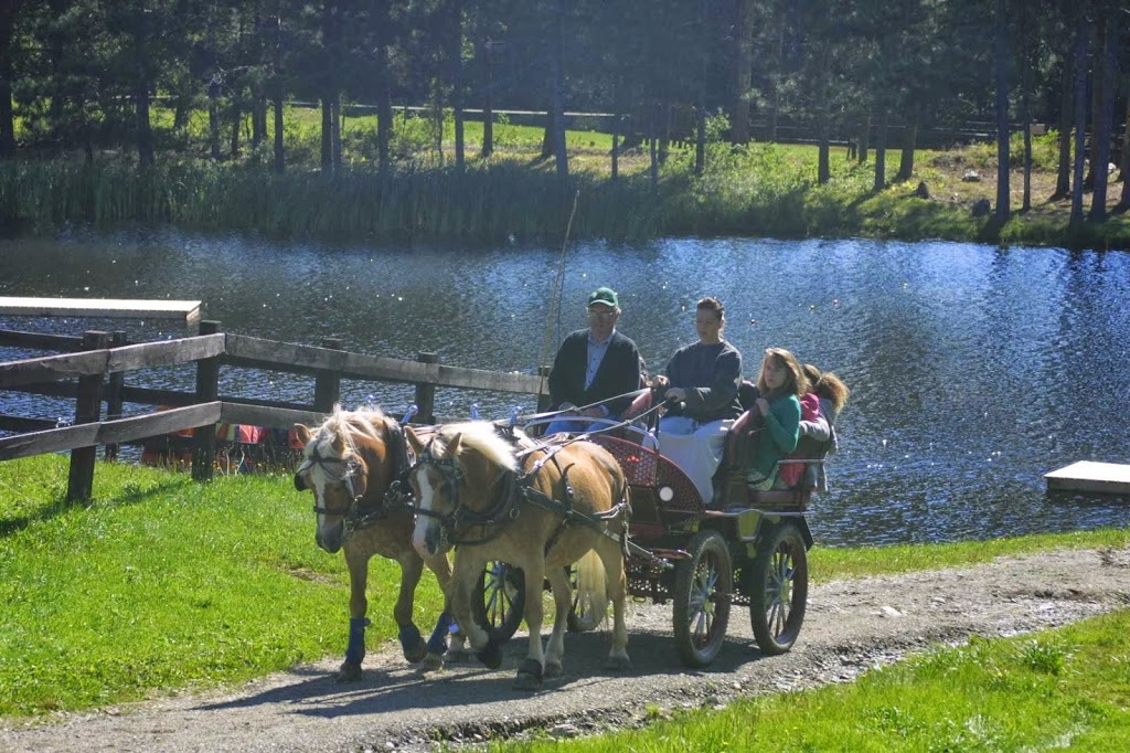 Grison Haflinger (Camp Grison) | 126 Chemin de la Grande Ligne, Racine, QC J0E 1Y0, Canada | Phone: (450) 532-4382