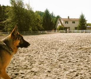 Country Ranch Dog Boarding and Training | 1032 Finch Dr, Squamish, BC V8B 0A4, Canada | Phone: (604) 849-0620