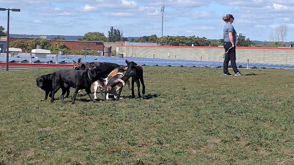 Birch Avenue Dog Park | Industrial Sector B and Keith, Hamilton, ON L8L, Canada | Phone: (905) 546-2489