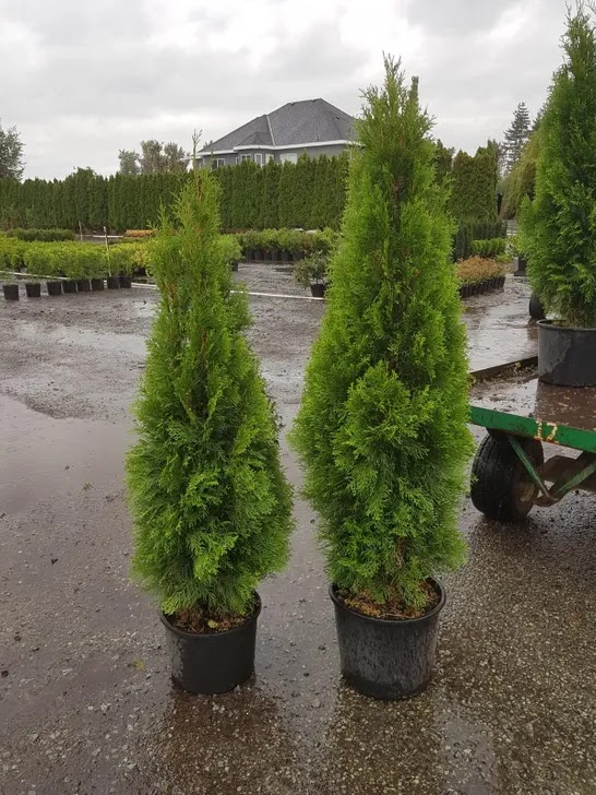 Greenland Growers Nursery LTD | 3834 272 St, Aldergrove, BC V4W 1R7, Canada | Phone: (604) 857-0931