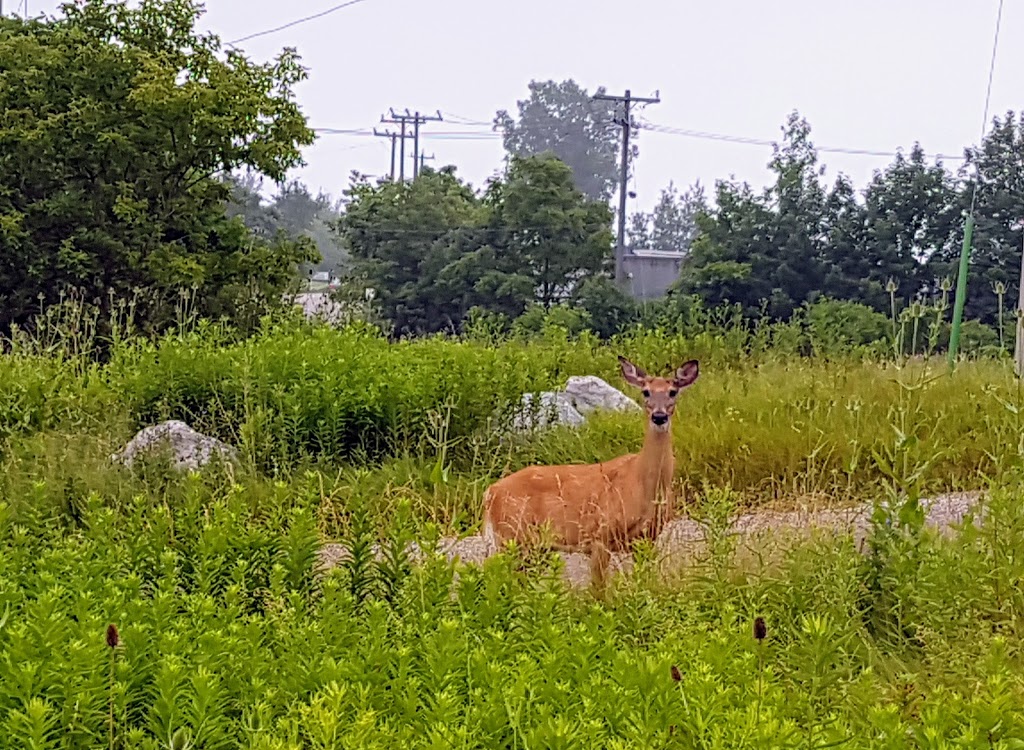 Economical Insurance Trailway on the Walter Bean Grand River Tra | 326 Riverbend Dr, Kitchener, ON N2K, Canada