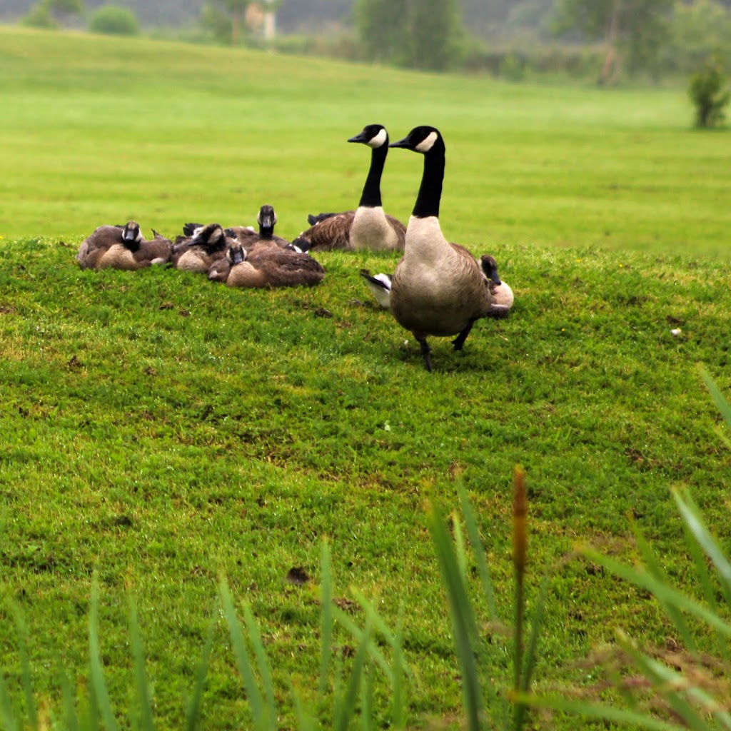 Glen Lovat Golf Club | 151 Frasers Mountain Branch Rd, New Glasgow, NS B2H 5C4, Canada | Phone: (902) 753-4653