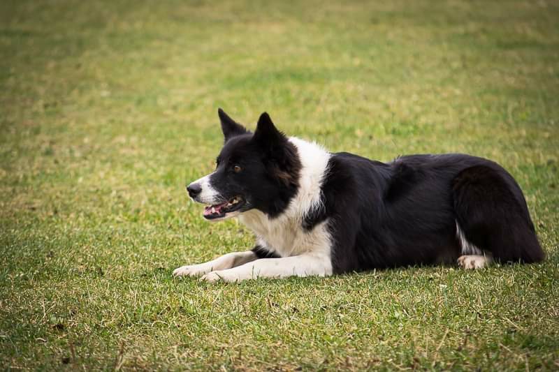 Chien Sans Frontière | 363 Rang dOrvilliers, Sainte-Anne-de-la-Pérade, QC G0X 2J0, Canada | Phone: (438) 274-0139