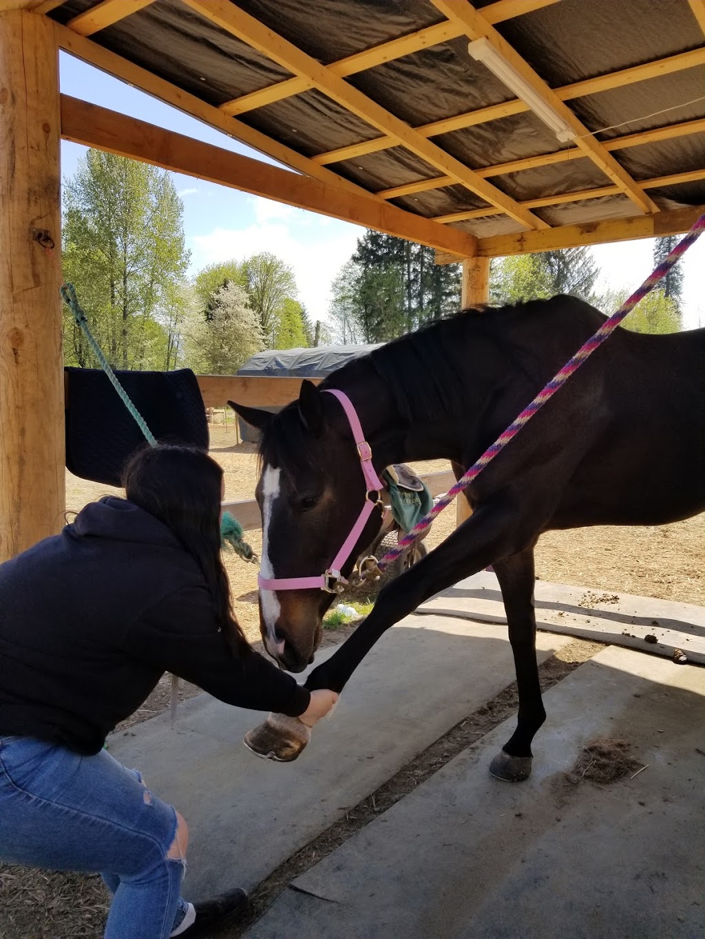 Sprout Meadow Stables | 3583 Dove Creek Rd, Courtenay, BC V9J 1R9, Canada | Phone: (250) 650-6218