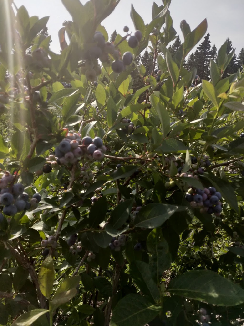 McGregor Brook Blueberries Upick | 325 McGregor Brook Rd, Mount Hebron, NB E4G 1H1, Canada | Phone: (506) 435-0536