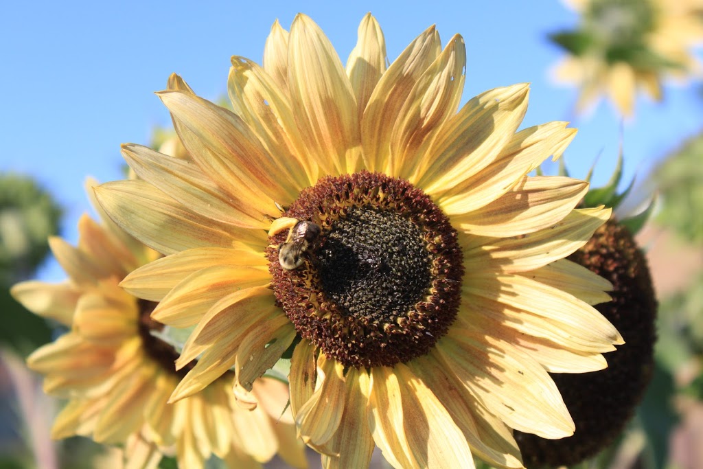 Debra Dynes Community Garden | Carleton Heights - Rideauview, Ottawa, ON K2C, Canada | Phone: (613) 224-3824