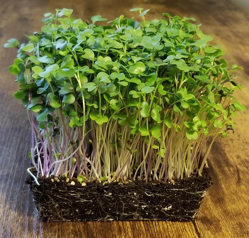 Microgreens St. Catharines | 47 Permilla St, St. Catharines, ON L2S 2G1, Canada | Phone: (418) 932-2275