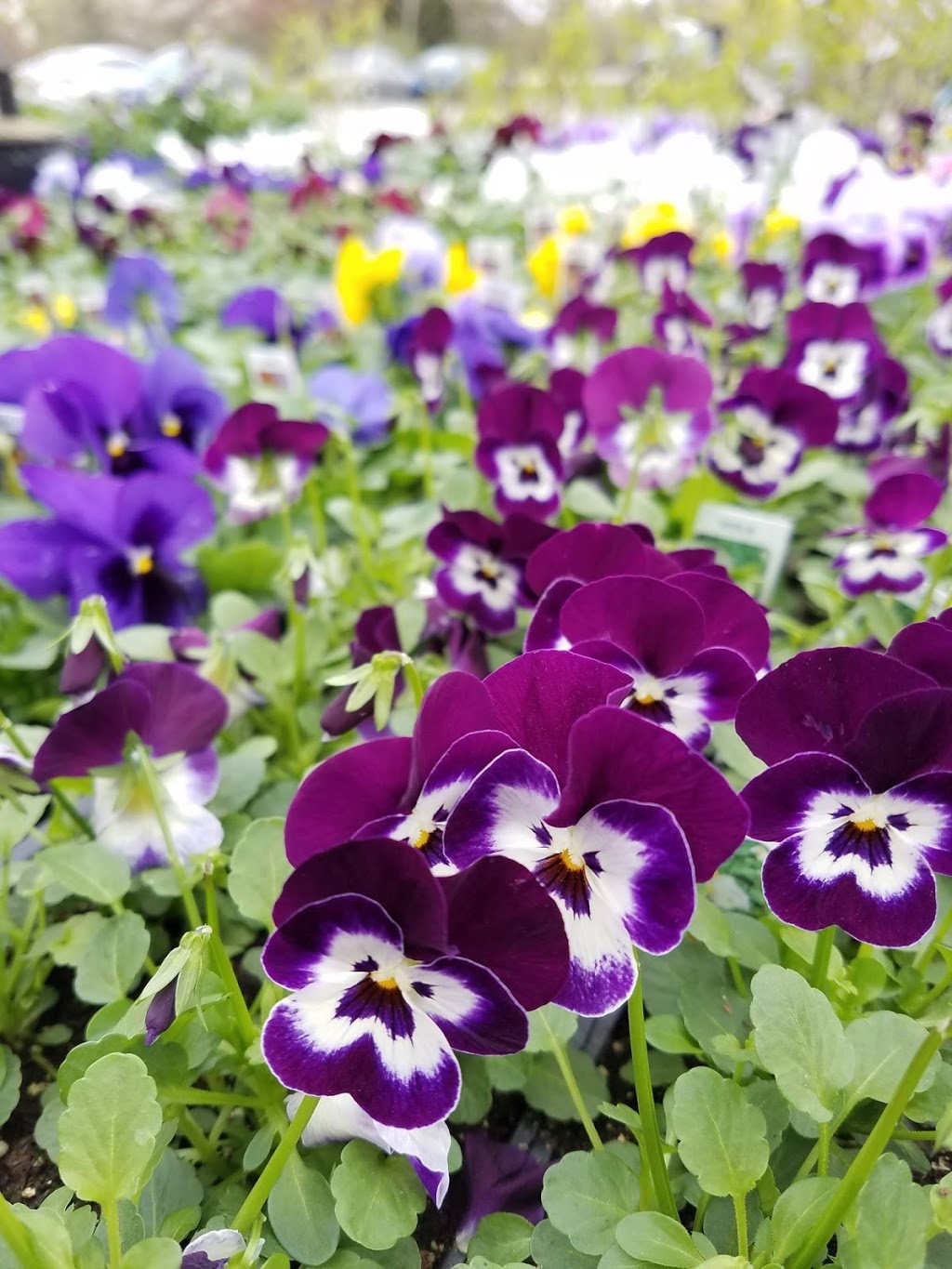Murray Bros Nurseries and Garden Center | 4399 Transit Rd, Orchard Park, NY 14127, USA | Phone: (716) 662-3860