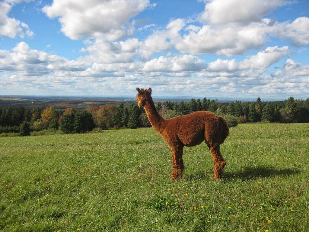 Alpacas Appalachian | 927 Rang Saint-André, Saint-Elzéar, QC G0S 2J2, Canada | Phone: (418) 387-6334