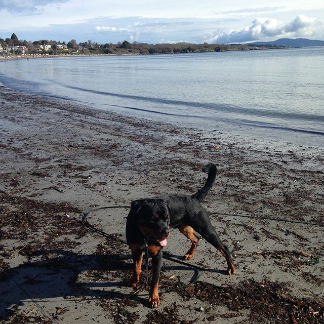 Petiquette Dog Walking and Training | 3195 Exeter Rd, Victoria, BC V8R 6H7, Canada | Phone: (778) 678-9255