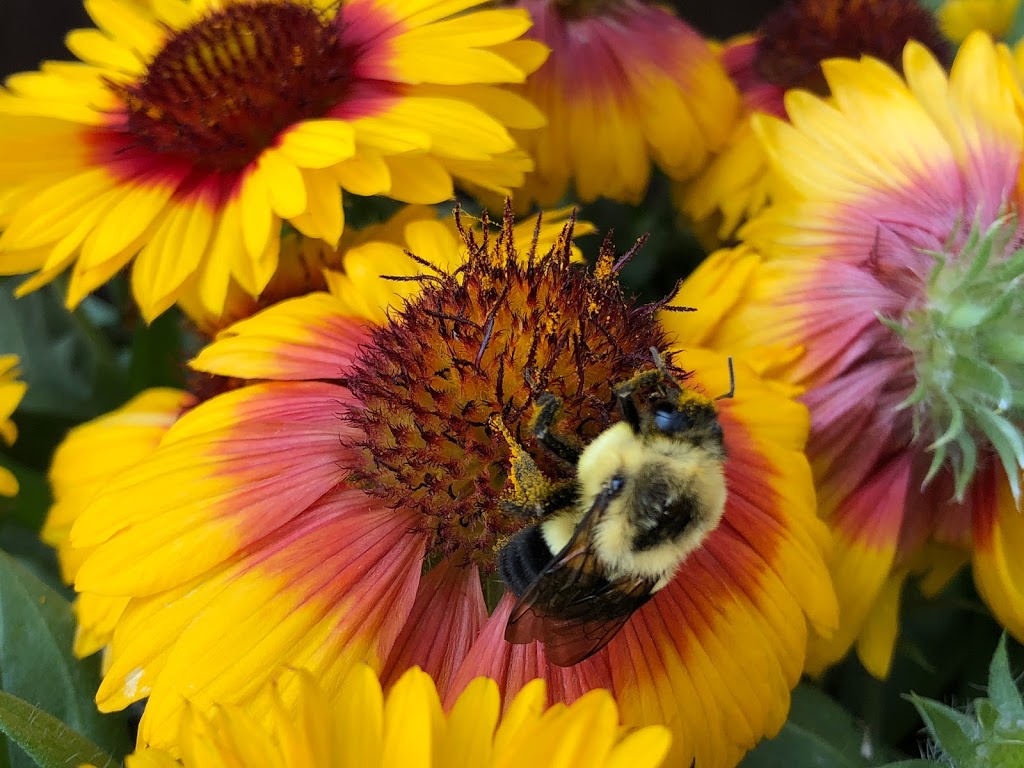 Masfrankc Garden Centre | 2188 West Corner Drive (Just North of Parkhill on Grand Bend Rd) Parkhill, ON, Canada, North Middlesex, ON N0M 2K0, Canada | Phone: (519) 294-0055