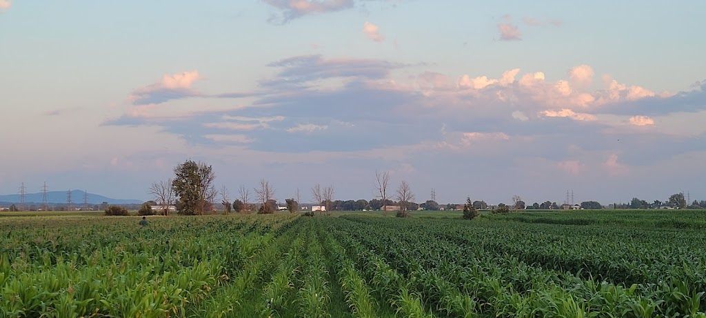 Ferme Teasdale et Fils | 19 Chem. des Vingt, Saint-Mathieu-de-Beloeil, QC J3G 0E5, Canada | Phone: (514) 247-1986