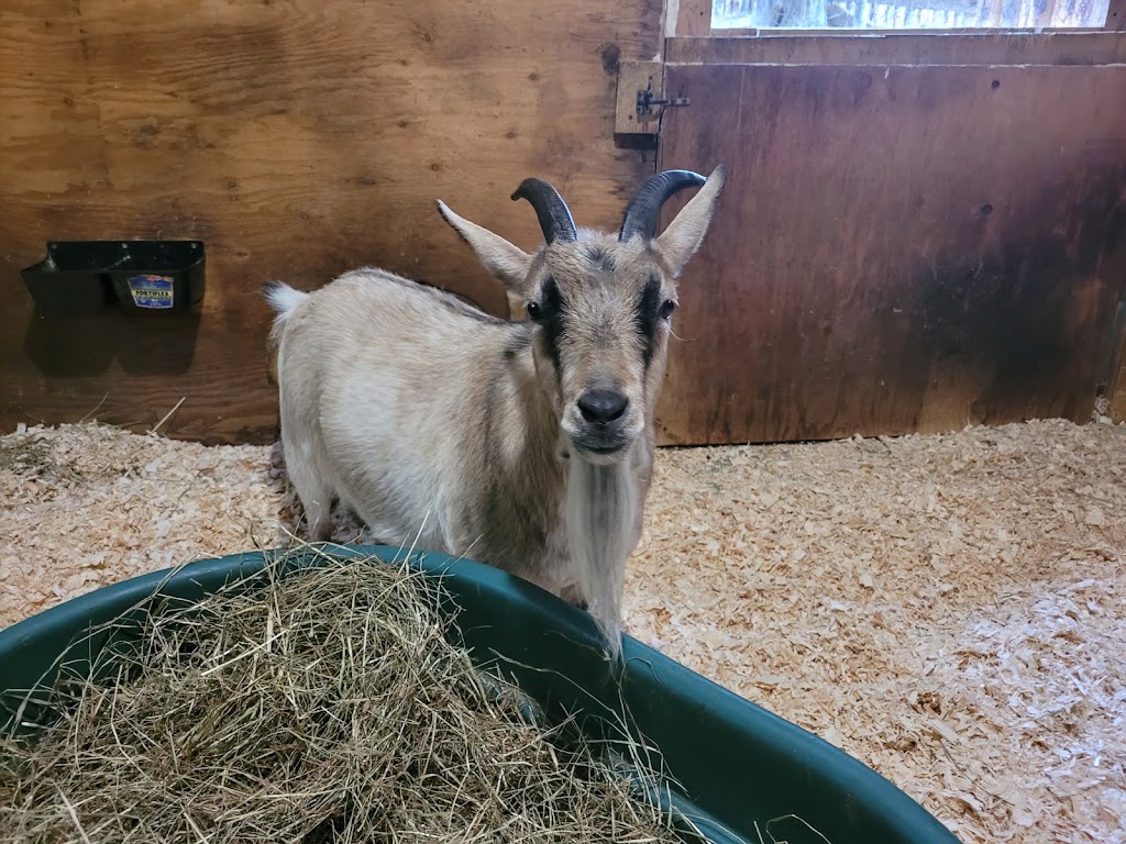 SAFE - Sanctuaire pour animaux de ferme de lEstrie | 508 Rte de Mansonville, Mansonville, QC J0E 1X0, Canada | Phone: (514) 609-8148