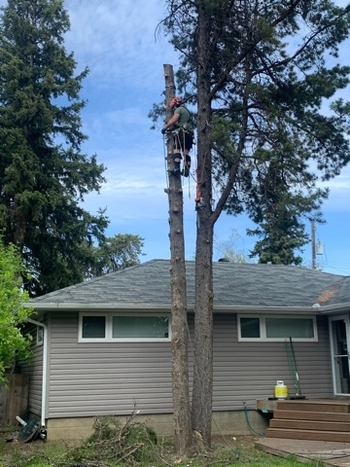 Tree Removal St. Albert | 6021A Tudor Gln, St. Albert, AB T8N 3V4, Canada | Phone: (587) 400-4507