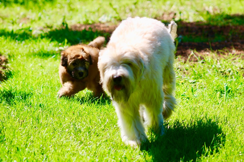 Elevage All Stars Wheaten Terrier | 2150 Rue Fradet, Drummondville, QC J2B 1N7, Canada | Phone: (819) 850-8881