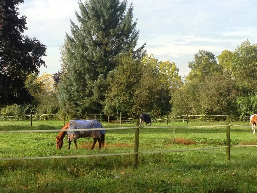 Seabrook Stables | 13585 Cedar Way, Maple Ridge, BC V4R 2T4, Canada | Phone: (604) 728-6524