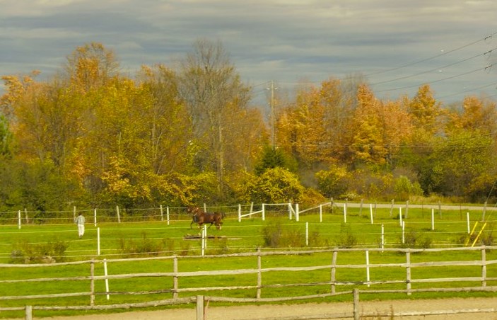 Northern Lights Equine | 680 Poonamalie Side Rd, Smiths Falls, ON K7A 4S4, Canada | Phone: (613) 284-0213