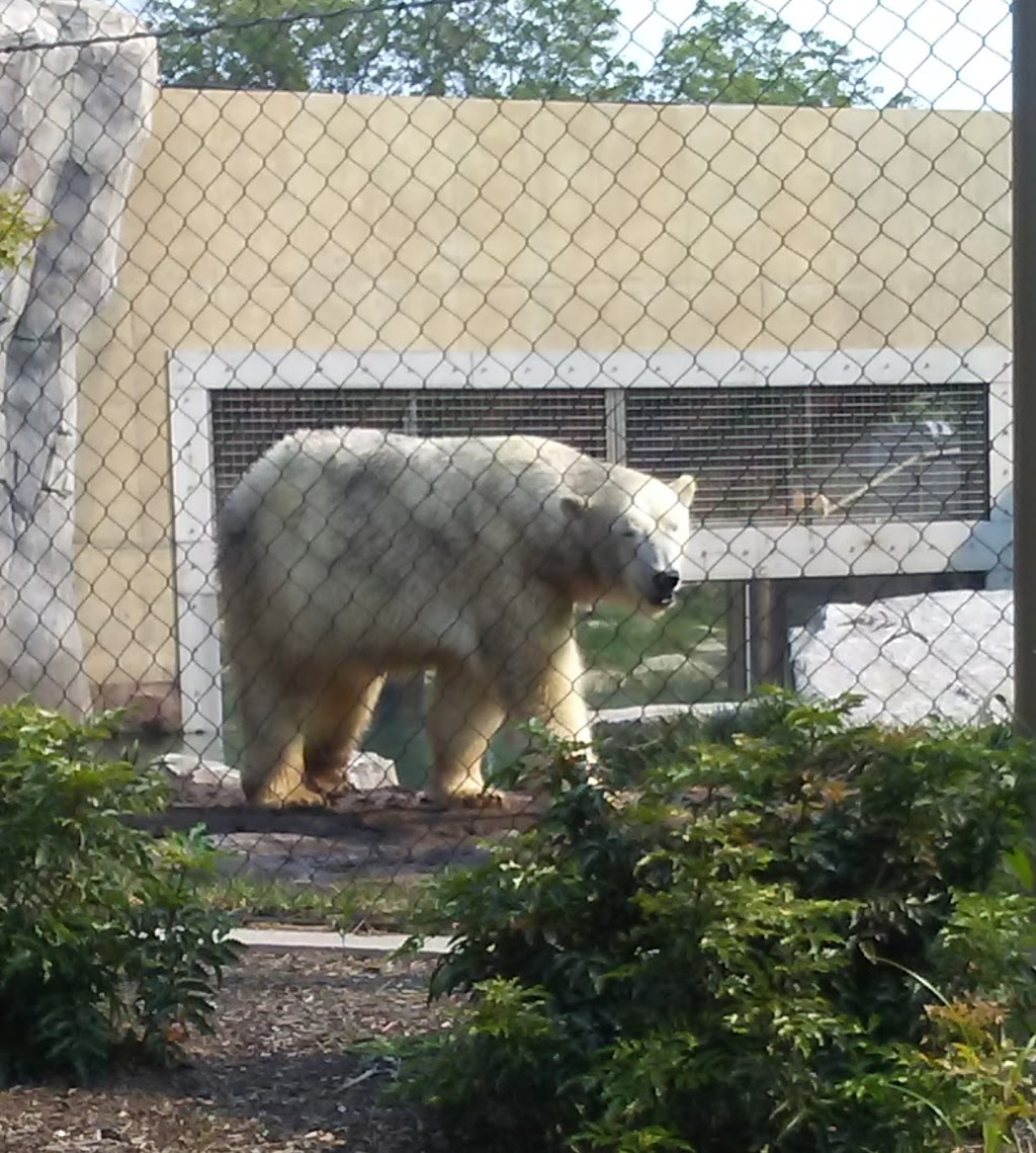 Tiger Exhibit at Buffalo Zoo | Buffalo, NY 14214, USA | Phone: (716) 837-3900