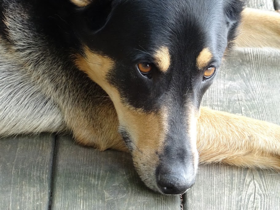 Moosonee Puppy Rescue | 1490 Falkenburg Rd, Bracebridge, ON P1L 1X4, Canada | Phone: (705) 764-1478