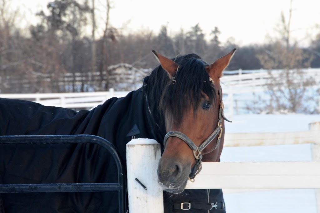 Top Rail Stables Inc. | 16406 5 Sideroad, Norval, ON L0P 1K0, Canada | Phone: (905) 877-8007