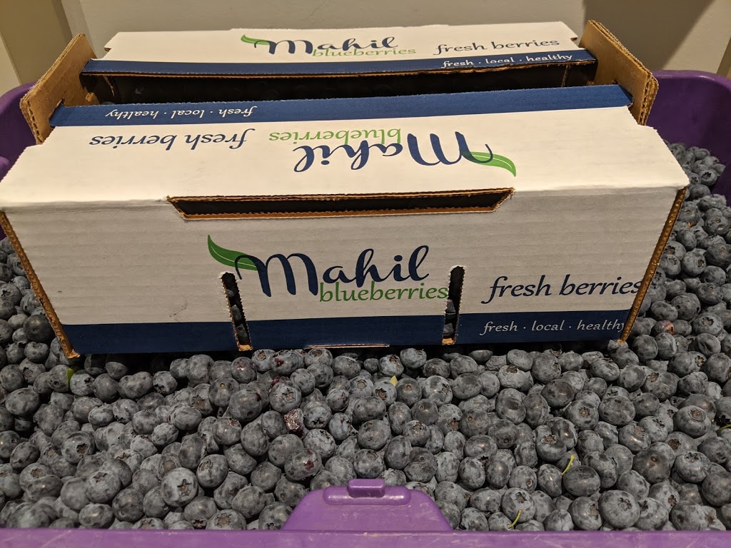 Mahil Farms - Blueberry Farm | 1613 Lefeuvre Rd, Abbotsford, BC V4X 1E3, Canada | Phone: (604) 897-2052