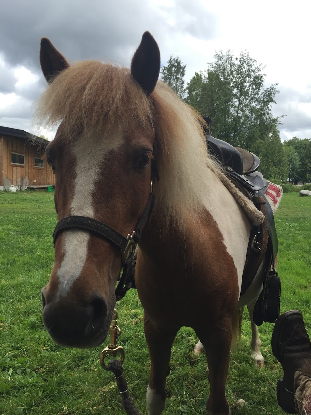 Rent a pony | 4610 190 St, Surrey, BC V3Z 1B2, Canada | Phone: (604) 928-7148