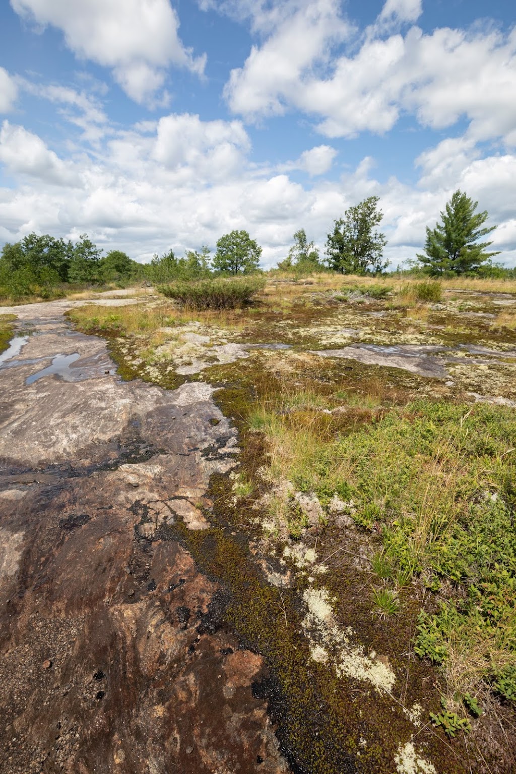 Jack Pine Conservation Estate | 64 Beattys Curv Rd, Kaladar, ON K0H 1Z0, Canada | Phone: (800) 684-4988