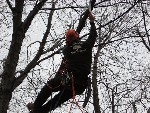 Wyrcimaga Tree Service | 4332 Greenlane, Beamsville, ON L0R 1B1, Canada | Phone: (905) 563-4593