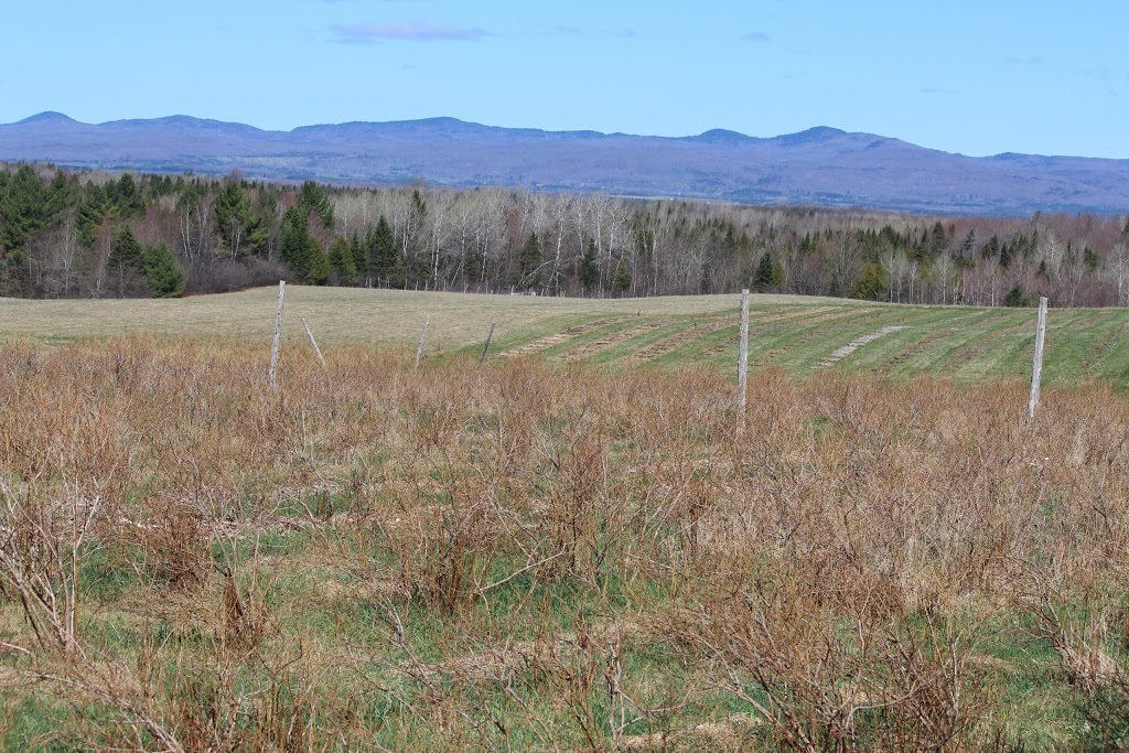 Dans Blueberry Farm | 301 Chemin Victoria, Cookshire-Eaton, QC J0B 1M0, Canada | Phone: (819) 872-3877