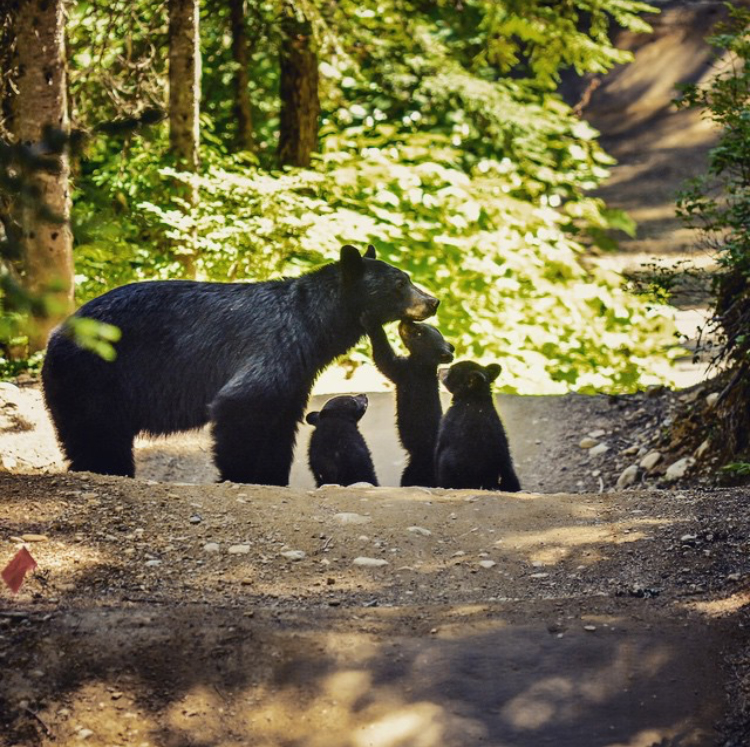 Extraordinary Whistler | 6404 St Andrews Way, Whistler, BC V0N 1B0, Canada | Phone: (604) 972-0206