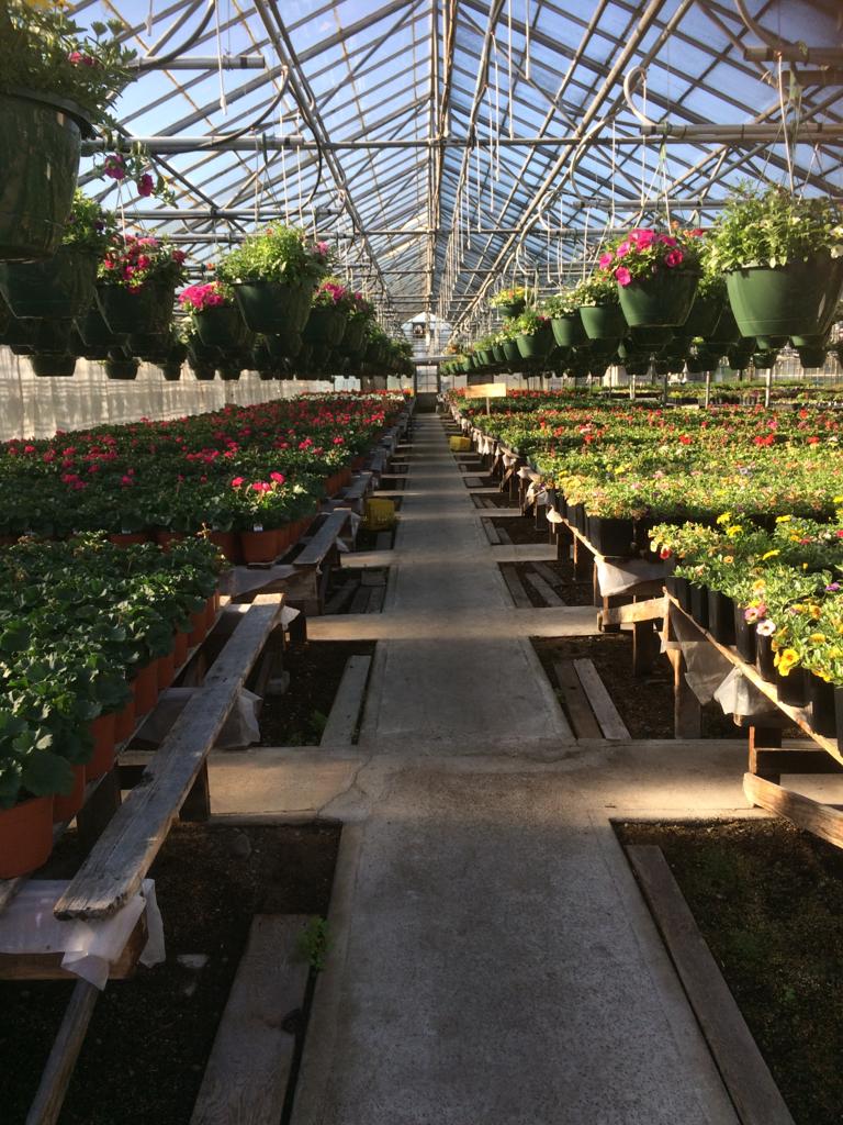 Delta Greenhouse & Farm | 6210 104 St, Delta, BC V4K 3N3, Canada | Phone: (604) 596-2977