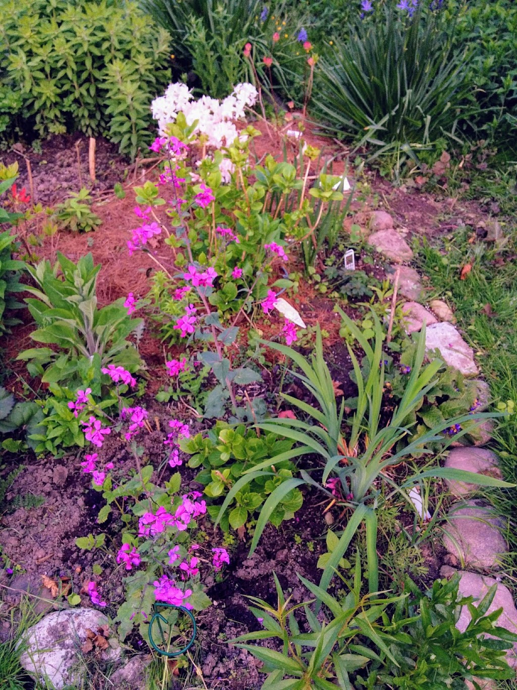 Old Willow Green Community Garden | Cherry St, Kitchener, ON N2G, Canada | Phone: (519) 742-3248