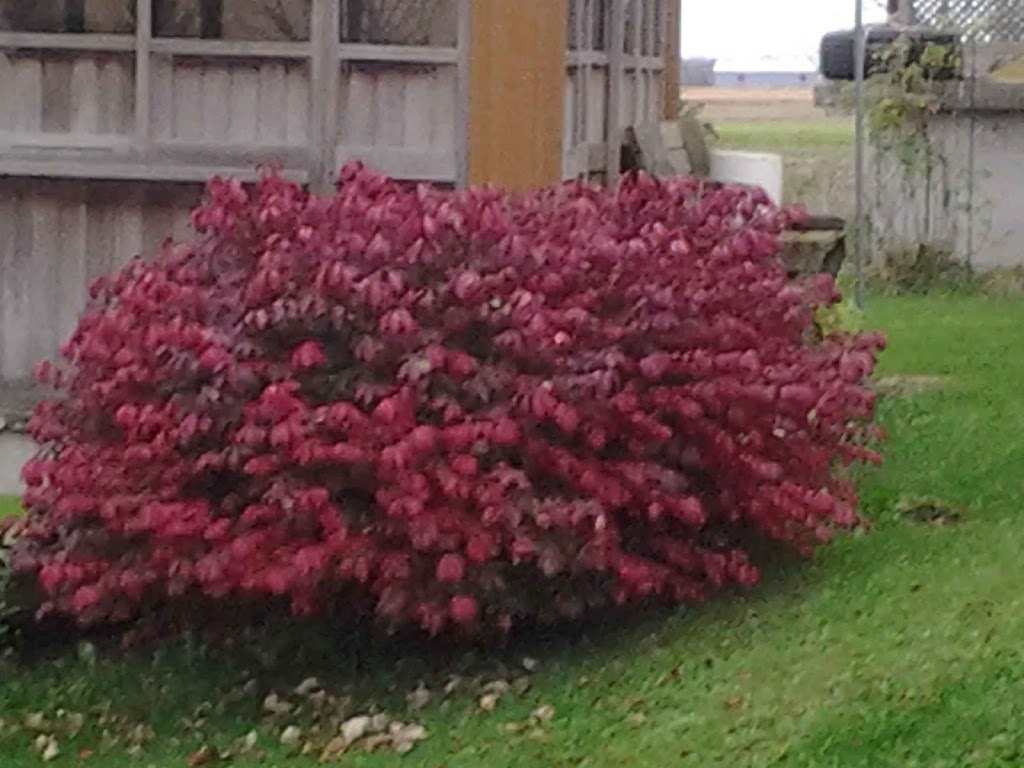 Ferme Hofmatters inc. | 410 6 Rang, Saint-Sylvère, QC G0Z 1H0, Canada | Phone: (819) 285-2037