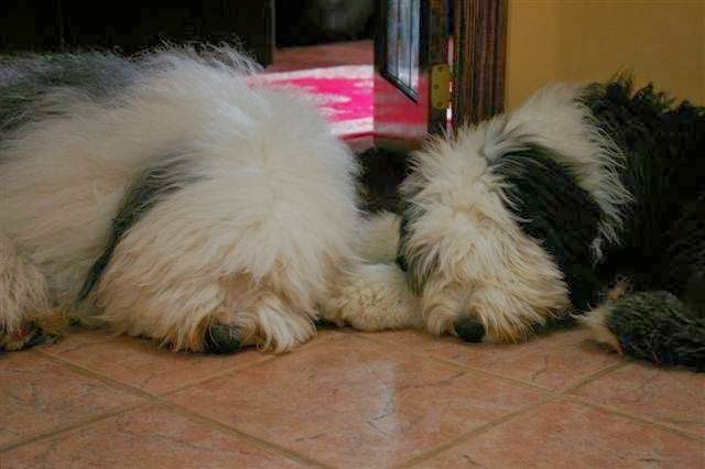 Tasiahills Reg. Old English Sheepdogs | 20 Mill St, Markham, ON L3P 1K9, Canada | Phone: (416) 399-8110