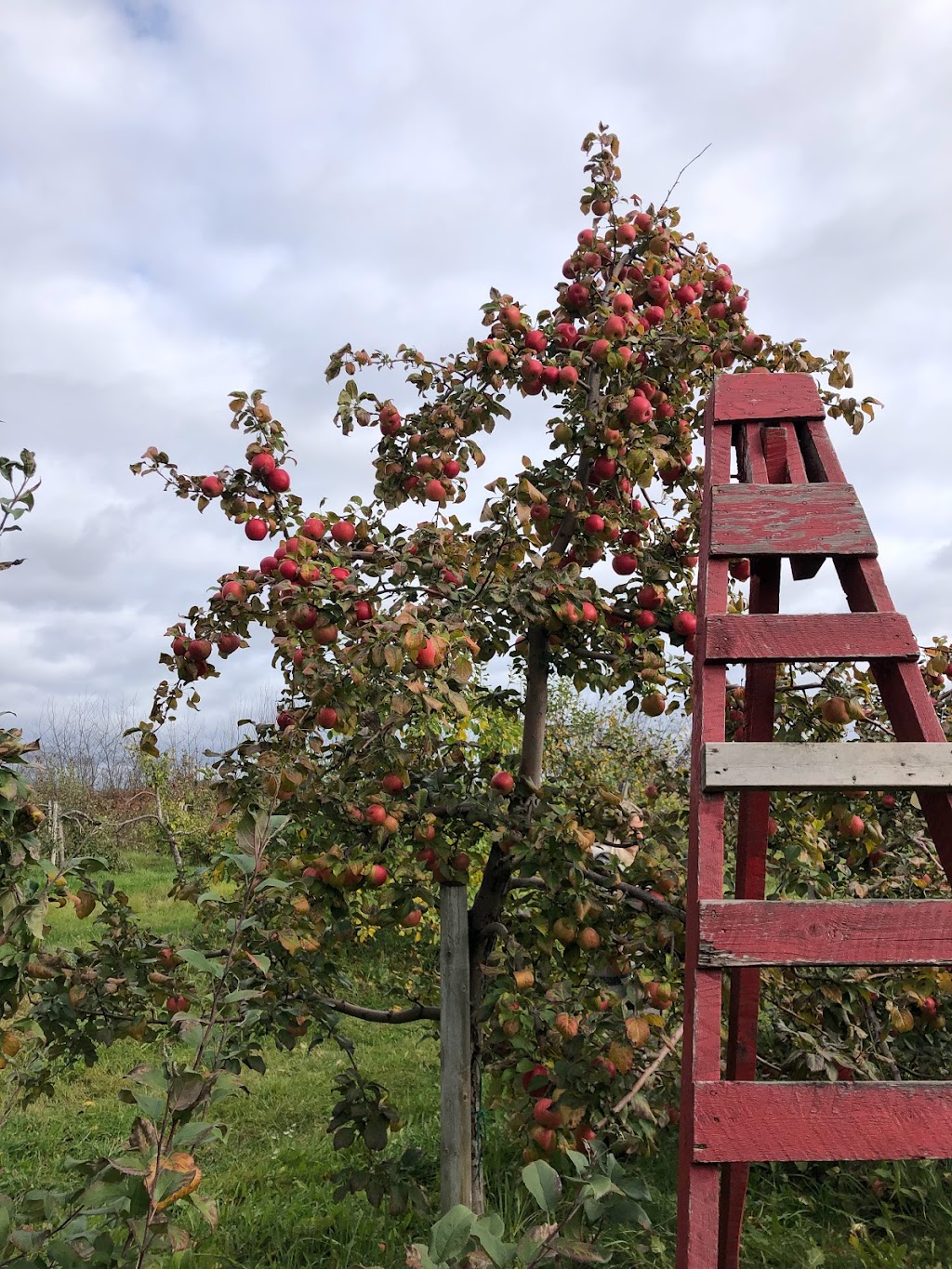 Domaine Sainte-Famille - Winery / Cidery / Orchard | 2388 Chem. Royal, Sainte-Famille, QC G0A 3P0, Canada | Phone: (418) 580-2195