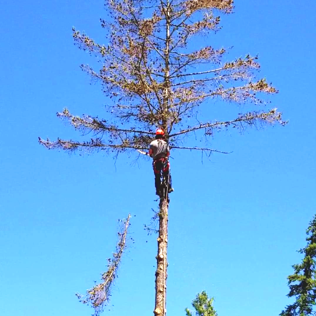 Okanagan Tree Cutters | 25 Aumond Rd, Cherryville, BC V0E 2G3, Canada | Phone: (778) 212-7523