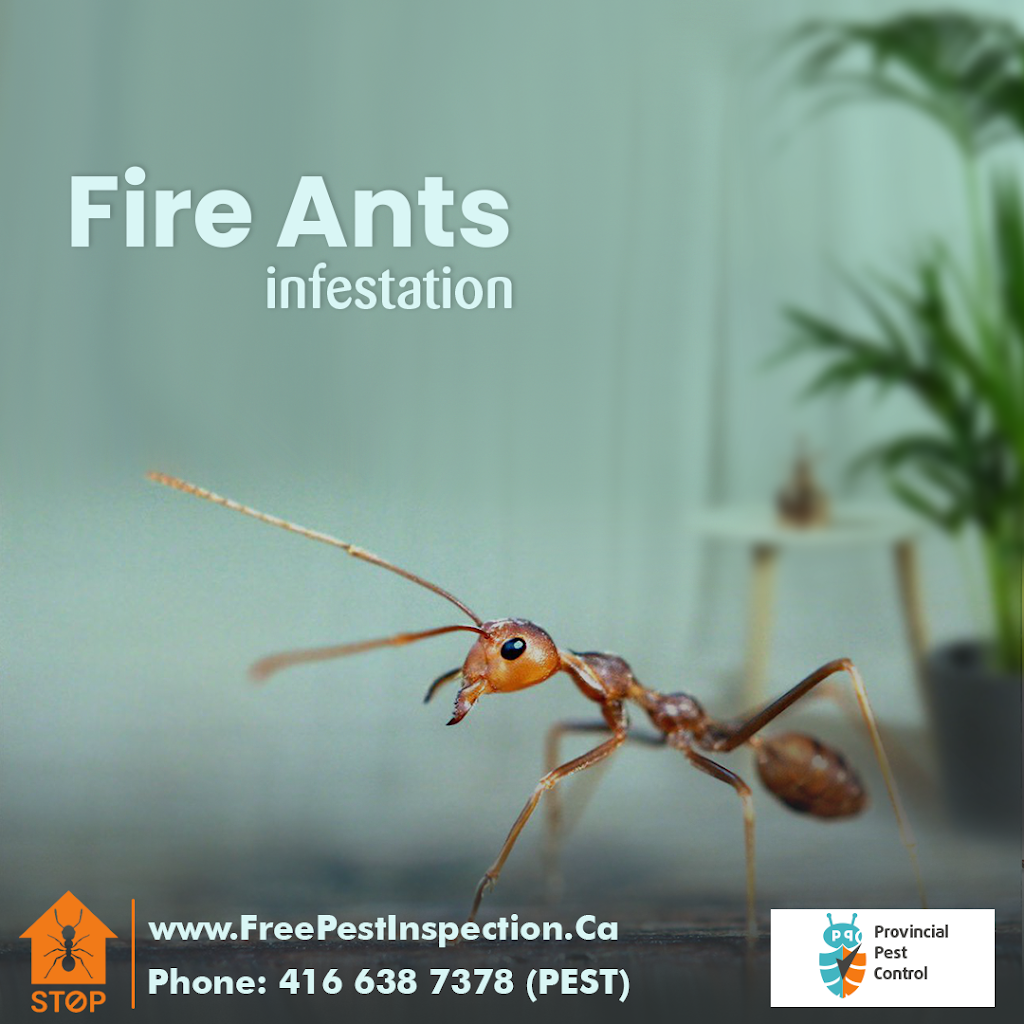 Provincial Pest Control (Ant Control) | 4243C Dundas St W Unit #9, Etobicoke, ON M8X 1Y3, Canada | Phone: (647) 370-9613