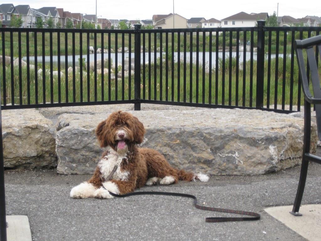 Carolines Dog Training | Barrhaven, Ottawa, ON K2J 3V2, Canada | Phone: (343) 540-9973